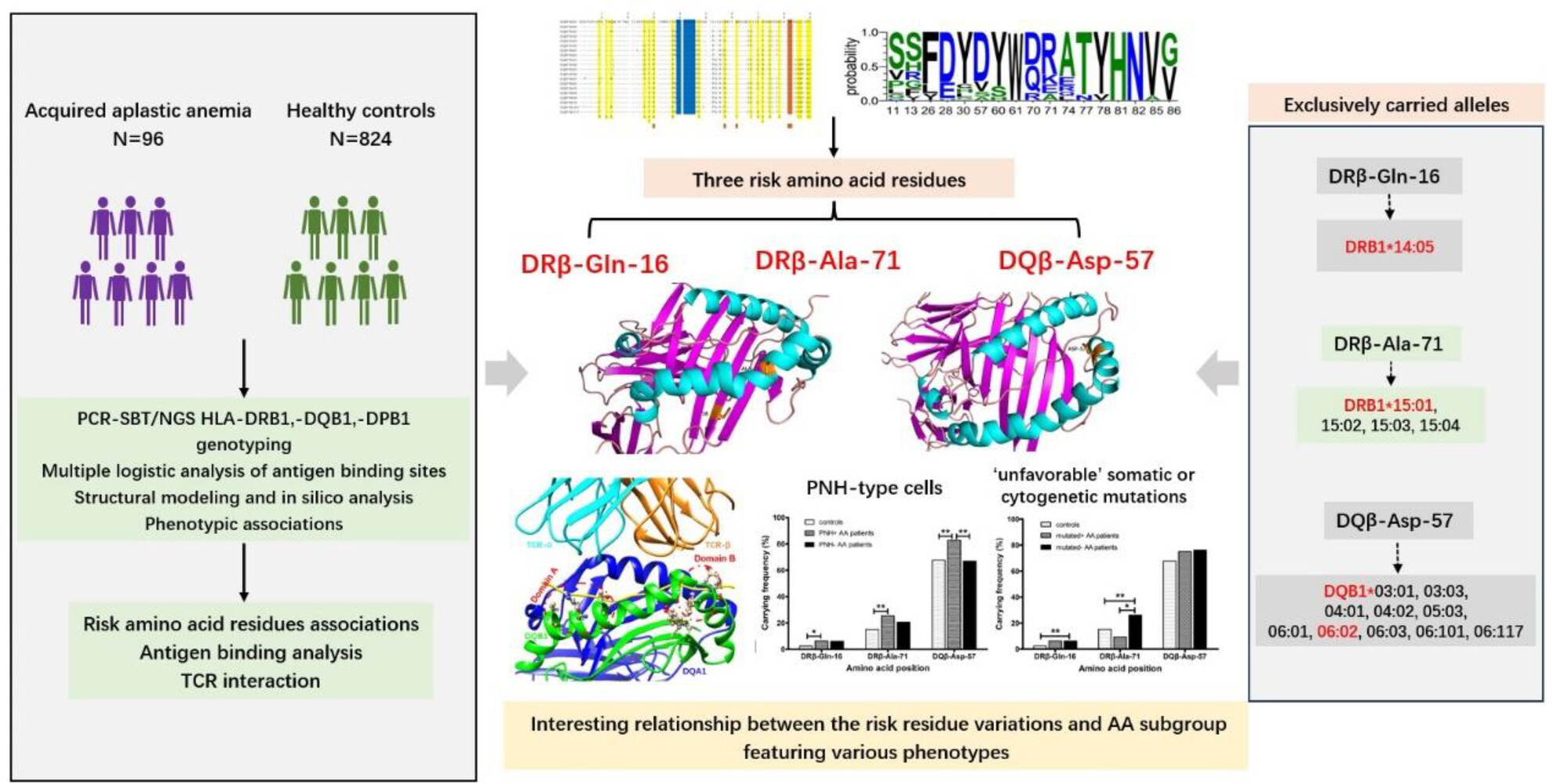 Comparative study of the diversity of amino acids on human leucocyte antigen class II molecules in patients with acquired aplastic anaemia