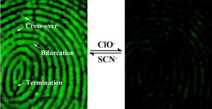 Reversible Response of Luminescent Terbium(III)–Nanocellulose Hydrogels to Anions for Latent Fingerprint Detection and Encryption