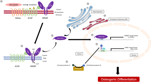 Details are in the caption following the image Details are in the caption following the image