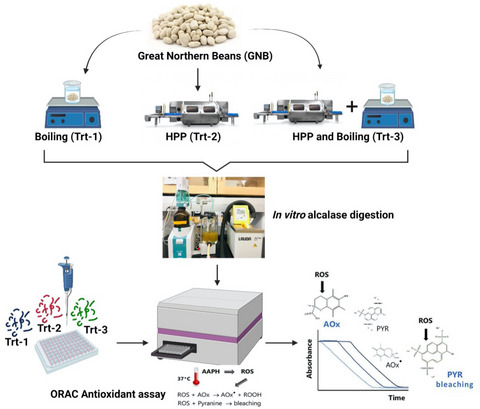 Evaluating the effect of high-pressure processing in contrast to boiling on the antioxidant activity from alcalase hydrolysate of Great Northern Beans (Phaseolus vulgaris)
