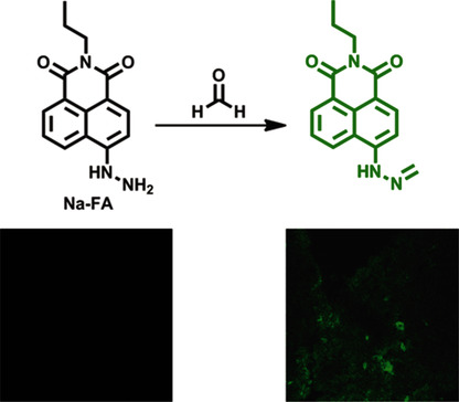 Development of a Two-Photon Fluorescent Probe for Imaging of Endogenous Formaldehyde in Living Tissues