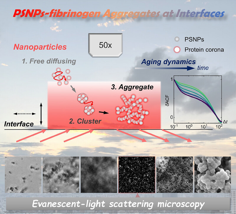 Aggregation and aging of nanoparticle–protein complexes at interfaces studied by evanescent-light scattering microscopy Issue 4, 2024