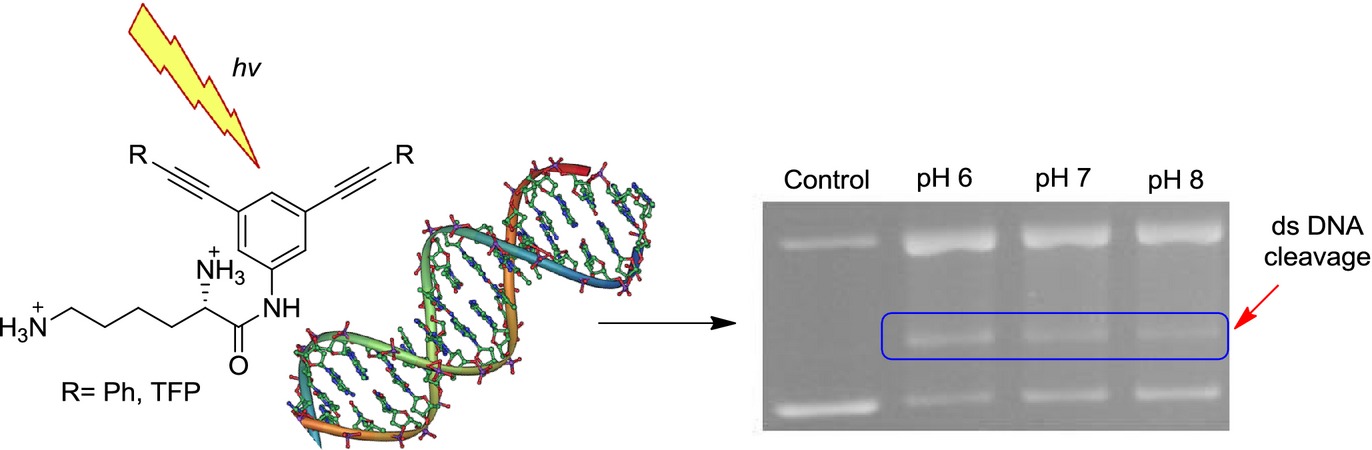 Opening Enediyne Scissors Wider: pH-Dependent DNA Photocleavage by meta-Diyne Lysine Conjugates