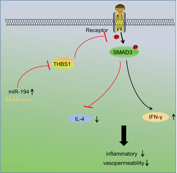 MicroRNA-194 reduces inflammatory response and human dermal microvascular endothelial cells permeability through suppression of TGF-β/SMAD pathway by inhibiting THBS1 in chronic idiopathic urticaria