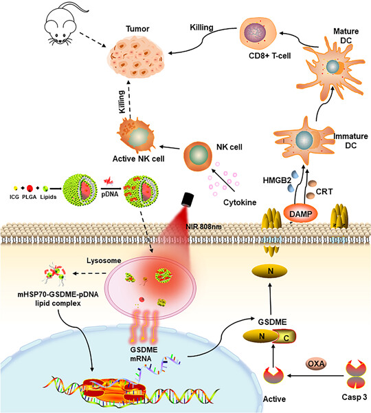 Gasdermin E plasmid DNA/indocyanine green coloaded hybrid nanoparticles with spatiotemporal controllability to induce pyroptosis for colon cancer treatment