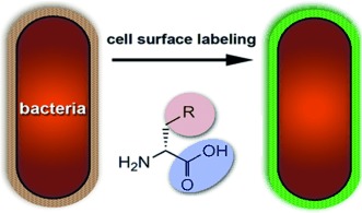 Metabolic Profiling of Bacteria by Unnatural C-terminated D-Amino Acids