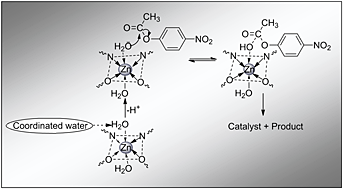 Carboxyester hydrolysis promoted by novel nano-sized macrocyclic Zn(II) complexes