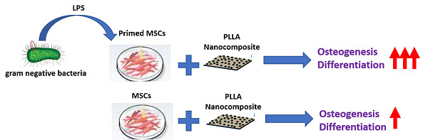 Osteogenic differentiation of preconditioned bone marrow mesenchymal stem cells with lipopolysaccharide on modified poly-l-lactic-acid nanofibers