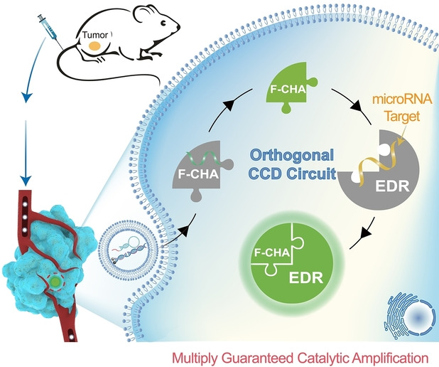 On-Site Non-enzymatic Orthogonal Activation of a Catalytic DNA Circuit for Self-Reinforced In Vivo MicroRNA Imaging