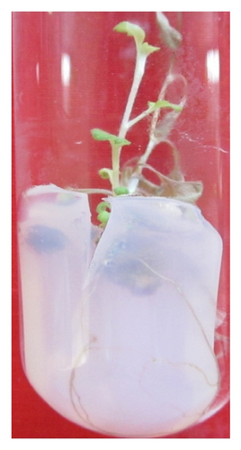 Details are in the caption following the image