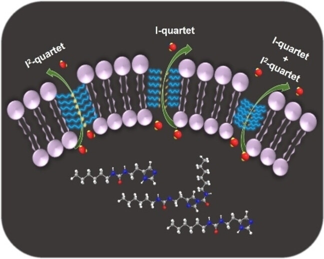 Bis-Alkylureido Imidazole Artificial Water Channels