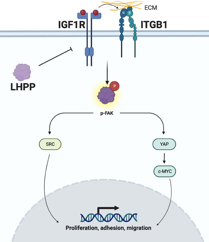 Phospholysine phosphohistidine inorganic pyrophosphate phosphatase suppresses insulin-like growth factor 1 receptor expression to inhibit cell adhesion and proliferation in gastric cancer