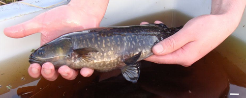 Details are in the caption following the image