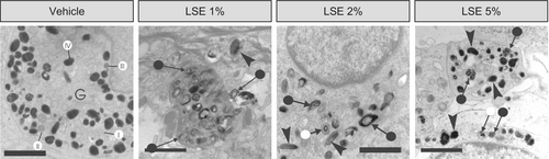 Details are in the caption following the image Details are in the caption following the image