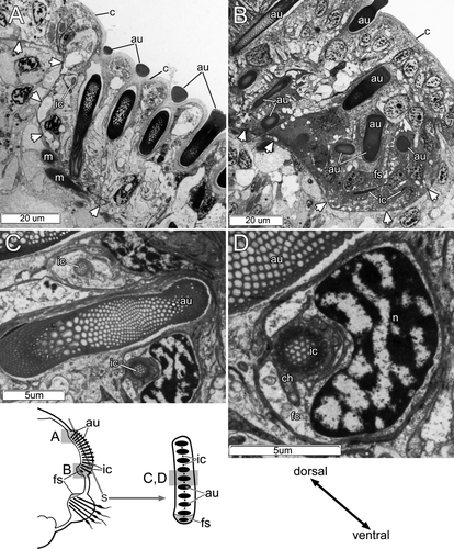 Details are in the caption following the image