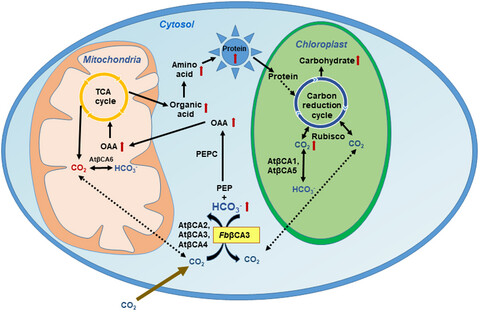 Overexpression of cytoplasmic C4 Flaveria bidentis carbonic anhydrase in C3 Arabidopsis thaliana increases amino acids, photosynthetic potential, and biomass