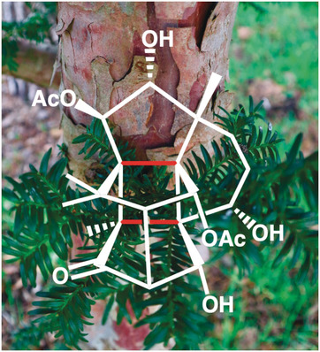Taxan trifft Propellan: Erste Totalsynthese des hochkomplexen Diterpens Canataxpropellan