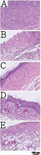 Details are in the caption following the image Details are in the caption following the image