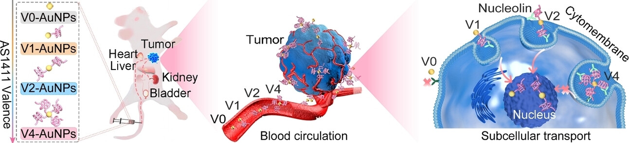 Luminescent Gold Nanoparticles with Discrete DNA Valences for Precisely Controlled Transport at the Subcellular Level