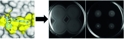 Application of Fragment-Based Screening to the Design of Inhibitors of Escherichia coli DsbA