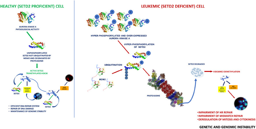 SETD2 loss of function is a recurrent event in advanced-phase chronic myeloid leukemia and contributes to genomic instability