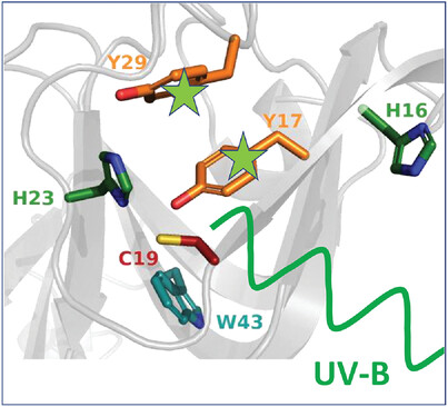 Early Stage UV-B Induced Molecular Modifications of Human Eye Lens γD-Crystallin