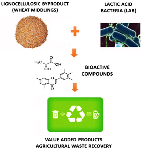 Biochemical and functional properties of wheat middlings bioprocessed by lactic acid bacteria