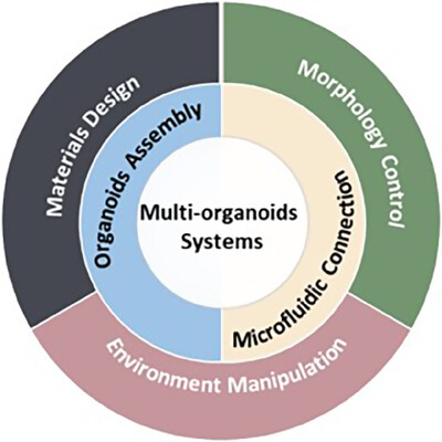 Organoids in concert: engineering in vitro models toward enhanced fidelity Issue 2, 2024