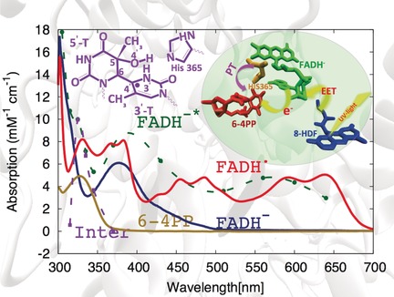 Characterization of the Intermediate in and Identification of the Repair Mechanism of (6-4) Photolesions by Photolyases