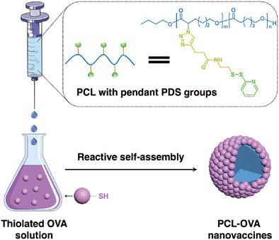 Polymer–Protein Nanovaccine Synthesized via Reactive Self-Assembly with Potential Application in Cancer Immunotherapy: Physicochemical and Biological Characterization In Vitro and In Vivo