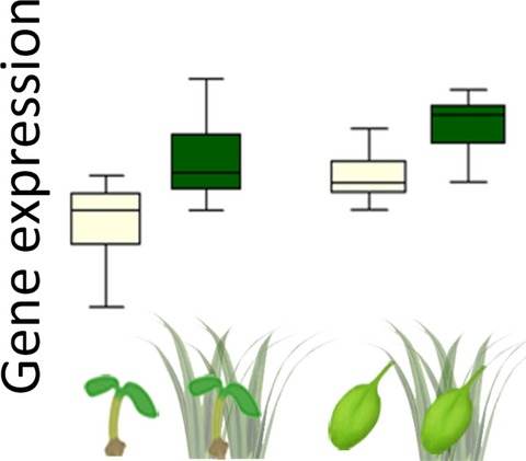 Meta-Analysis of the Transcriptome Reveals a Core Set of Shade-Avoidance Genes in Arabidopsis