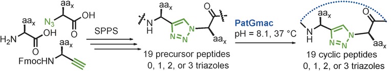 Enzymatic Macrocyclization of 1,2,3-Triazole Peptide Mimetics