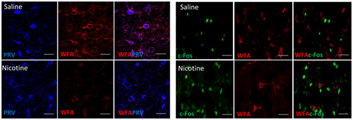 Nicotine self-administration remodels perineuronal nets in ventral tegmental area and orbitofrontal cortex in adult male rats