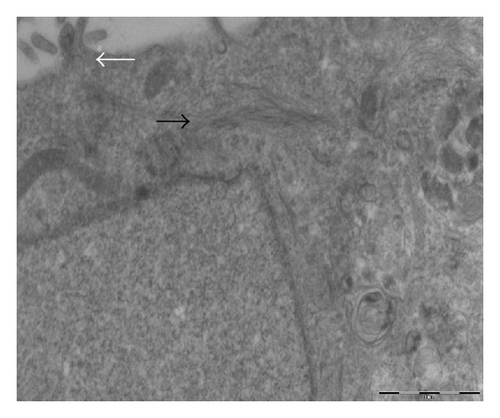 Details are in the caption following the image