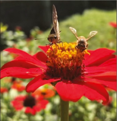 Plant species with the trait of continuous flowering do not hold core roles in a Neotropical lowland plant-pollinating insect network