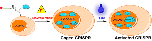 Optical Control of a CRISPR/Cas9 System for Gene Editing by Using Photolabile crRNA