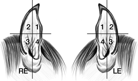 Factors associated with equine aural plaque in Brazil