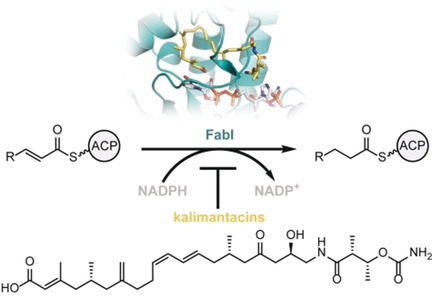 The Kalimantacin Polyketide Antibiotics Inhibit Fatty Acid Biosynthesis in Staphylococcus aureus by Targeting the Enoyl-Acyl Carrier Protein Binding Site of FabI