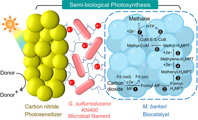 Solar-Driven Methanogenesis through Microbial Ecosystem Engineering on Carbon Nitride