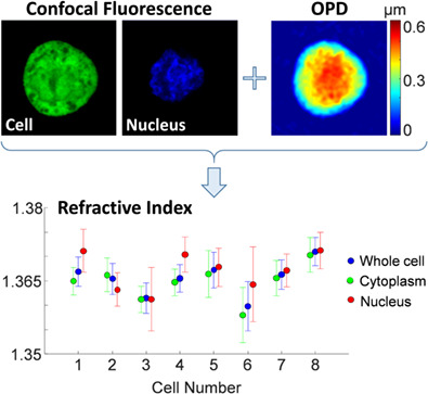 Cell and nucleus refractive-index mapping by interferometric phase microscopy and rapid confocal fluorescence microscopy