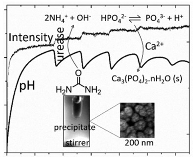 Periodic Nucleation of Calcium Phosphate in a Stirred Biocatalytic Reaction