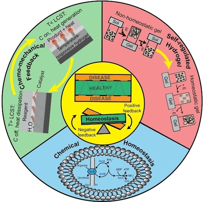 Artificial Homeostasis Systems Based on Feedback Reaction Networks: Design Principles and Future Promises