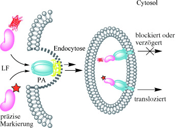 Monitoring Endocytic Trafficking of Anthrax Lethal Factor by Precise and Quantitative Protein Labeling