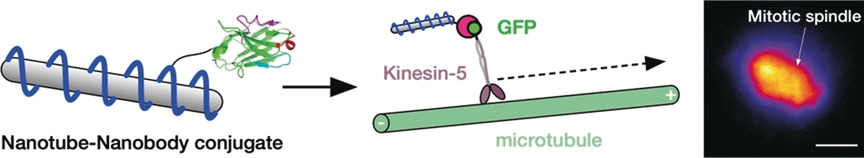 Nanobody-Conjugated Nanotubes for Targeted Near-Infrared In Vivo Imaging and Sensing