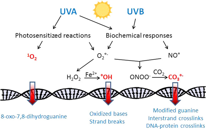 Oxidatively Generated Damage to Cellular DNA by UVB and UVA Radiation,