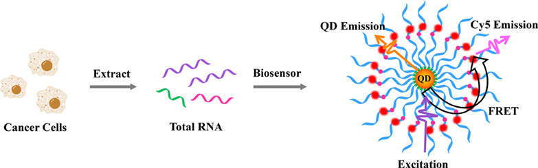Copper-Free Click Chemistry-Mediated Assembly of Single Quantum Dot Nanosensor for Accurately Monitoring Locus-Specific m6A in Cancer Cells†