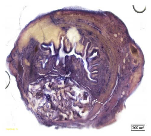 Details are in the caption following the image