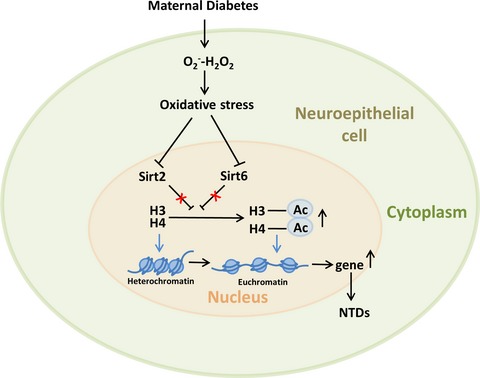 High glucose-induced oxidative stress represses sirtuin deacetylase expression and increases histone acetylation leading to neural tube defects
