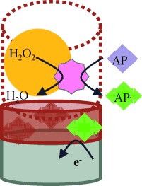 Coupling Biocatalysis with Molecular Imprinting in a Biomimetic Sensor