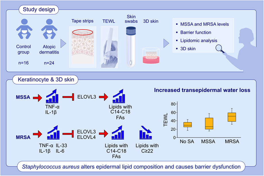 Staphylococcus aureus causes aberrant epidermal lipid composition and skin barrier dysfunction